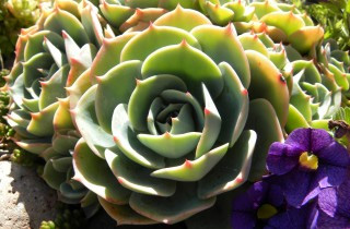 6 Steps to Garden with Easy-to-Maintain Succulents